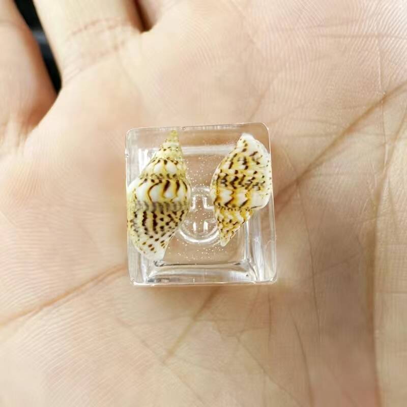 YMDK Conch Starfish Personalized Keycaps 4 keys Light-transmitting Key Cap Cute Novel Fresh Keycap Resin for Mechanical Keyboard